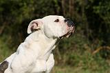 BOULEDOGUE AMERICAIN 314